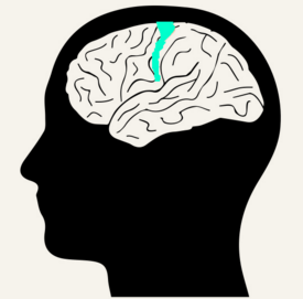 brain